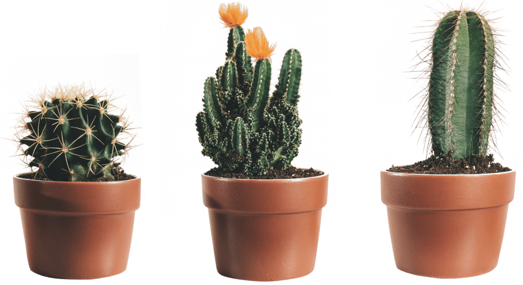 three-potted-cactus-2